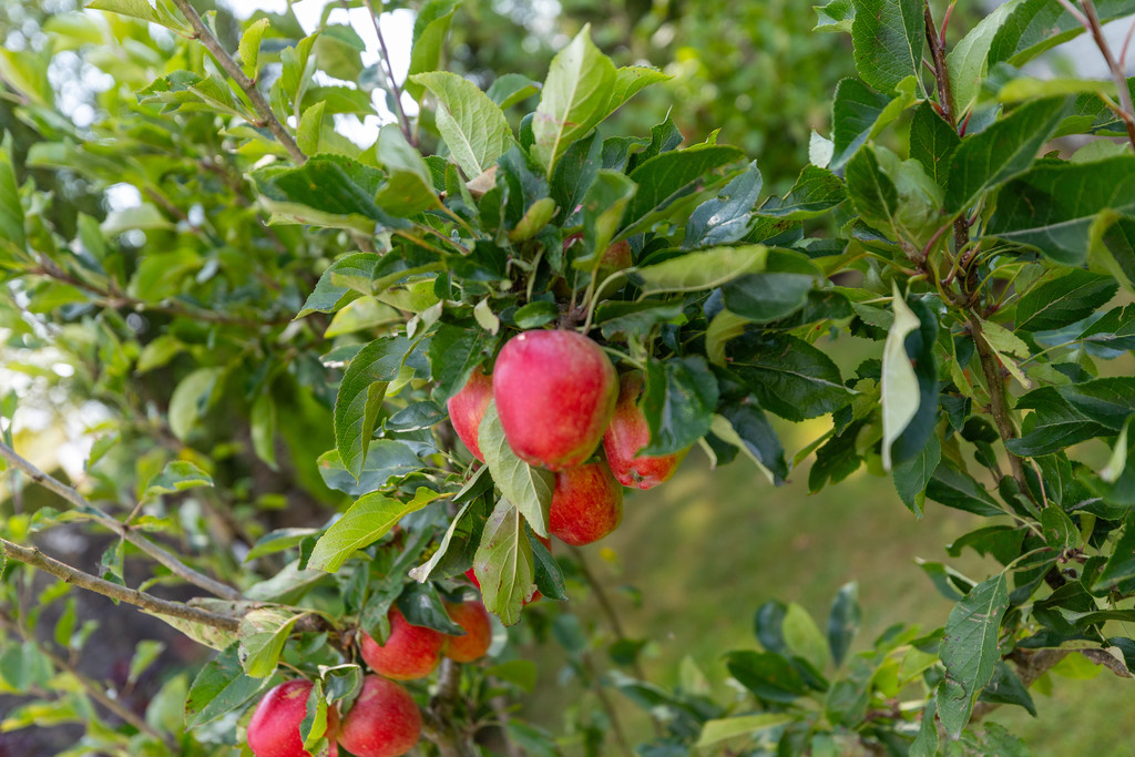 Photo 42