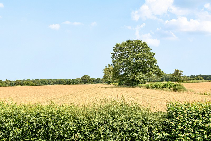 Canons Lane, Burgh Heath, Tadworth, Surrey. KT20, photo 12