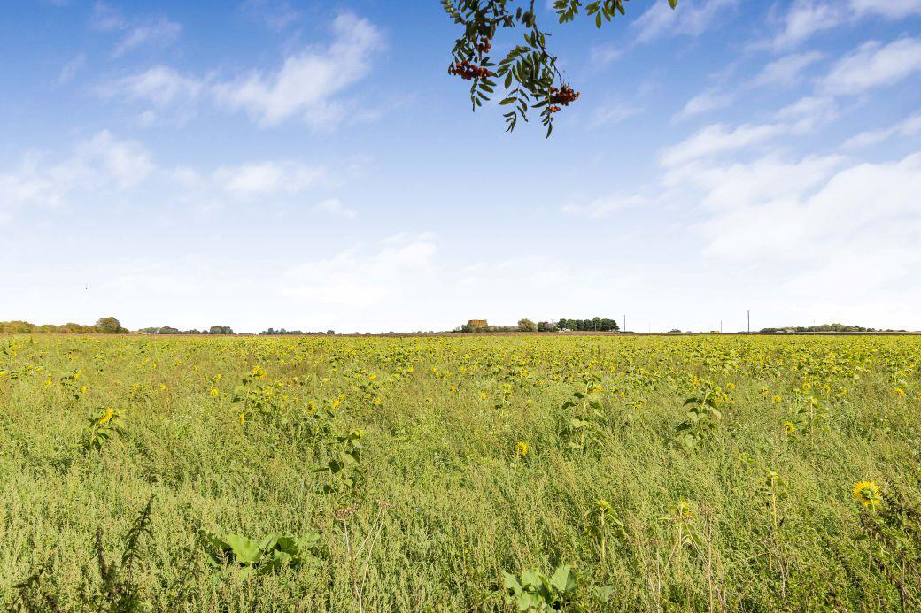 Wisbech Road, Littleport, Ely, photo 50