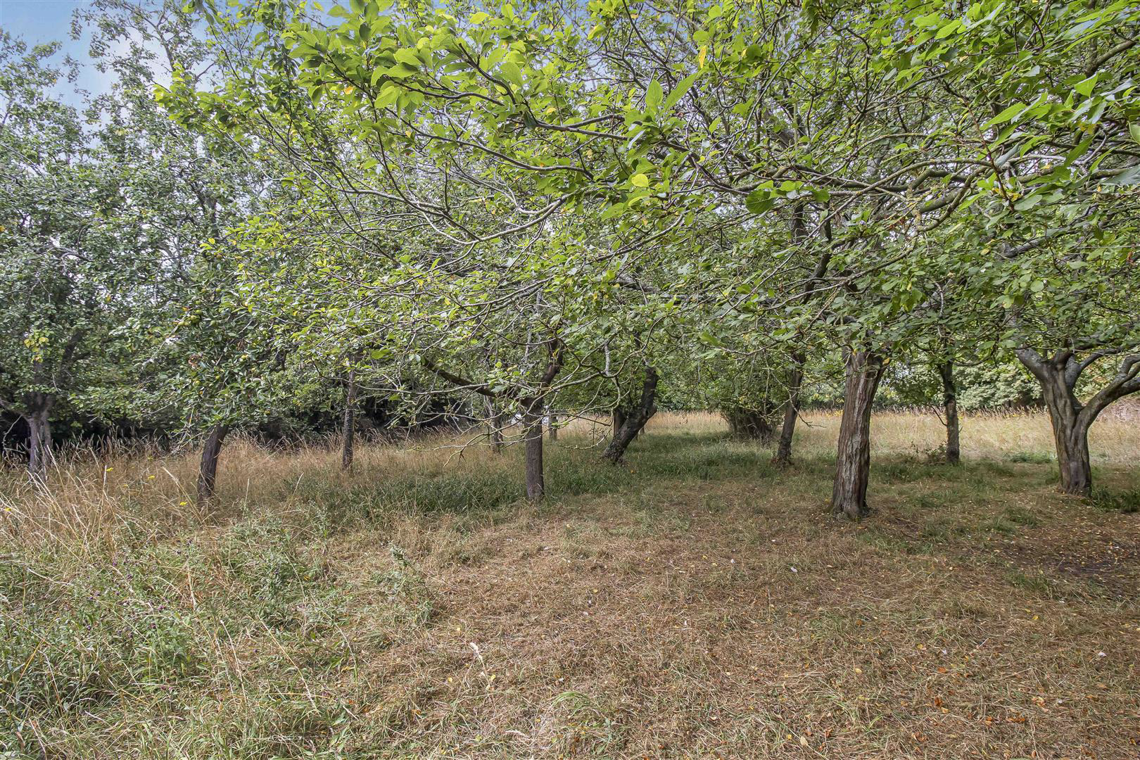 Steeplechase, Hundon, Sudbury, photo 14