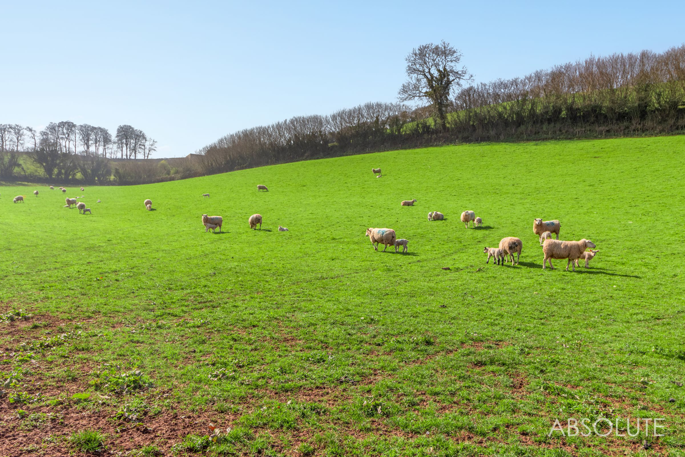 Whilborough, Newton Abbot, TQ12, photo 21