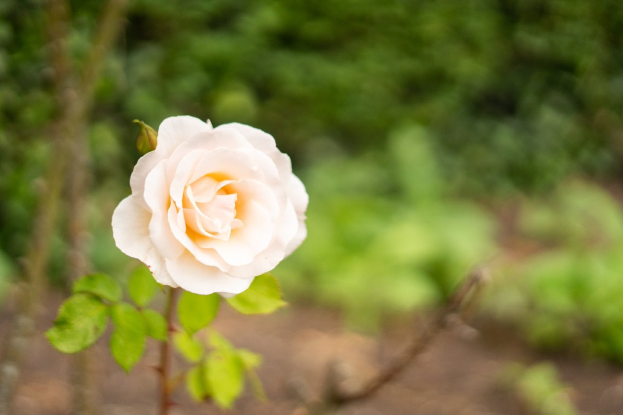 The Barn House, Beckbury, Shropshire, TF11, photo 22