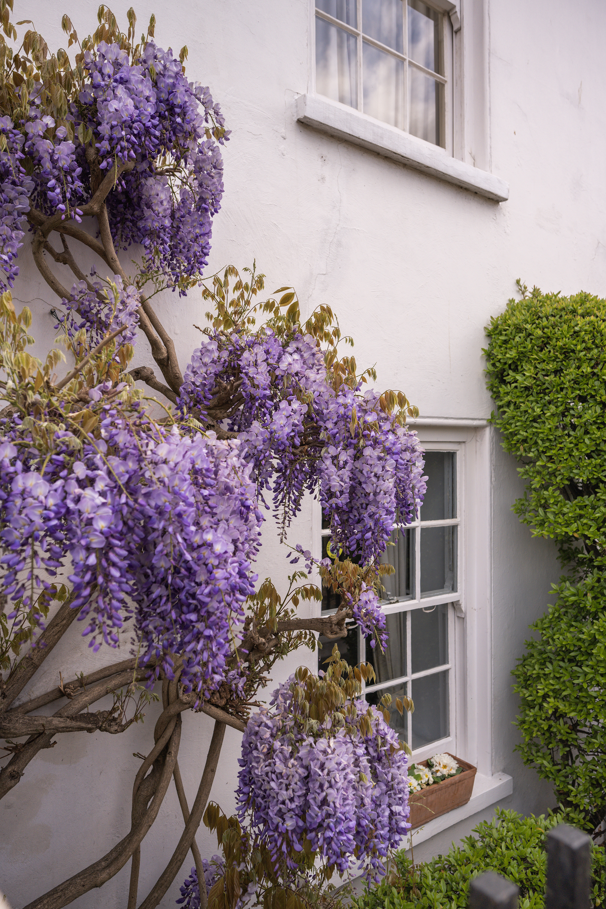 The Cedars, The Butts, Upper Butts, Brentford, TW8, photo 8