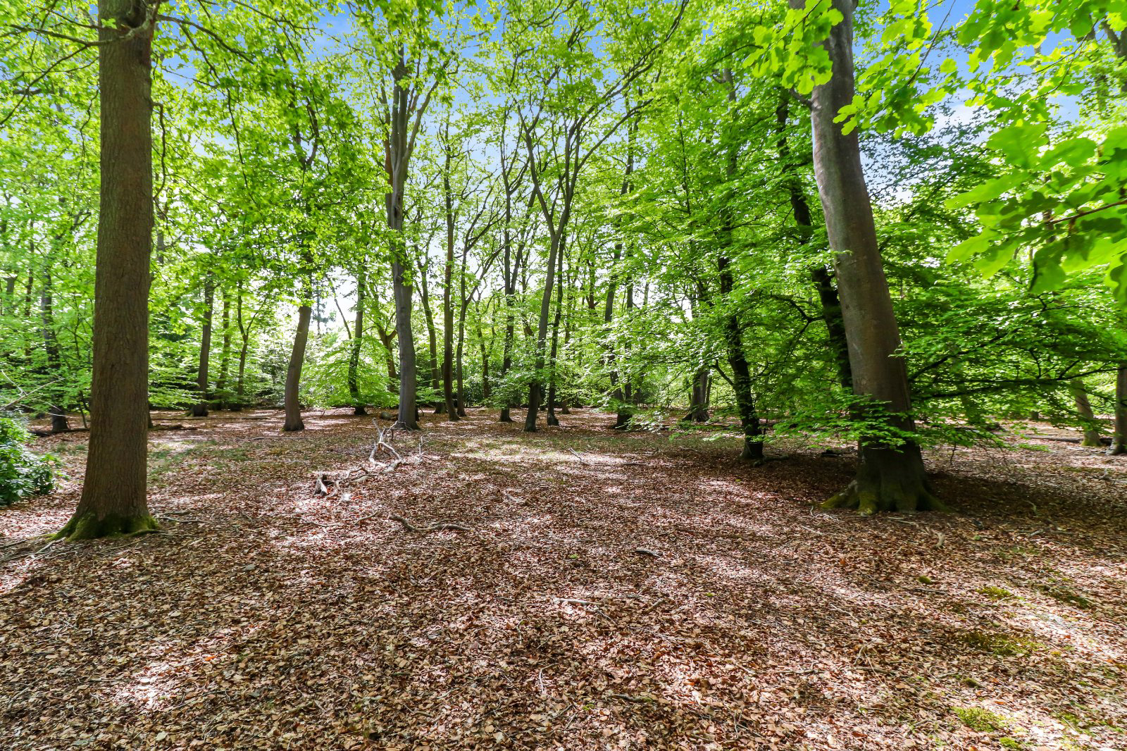 Collinswood Road, Farnham Common, Buckinghamshire, SL2, photo 10