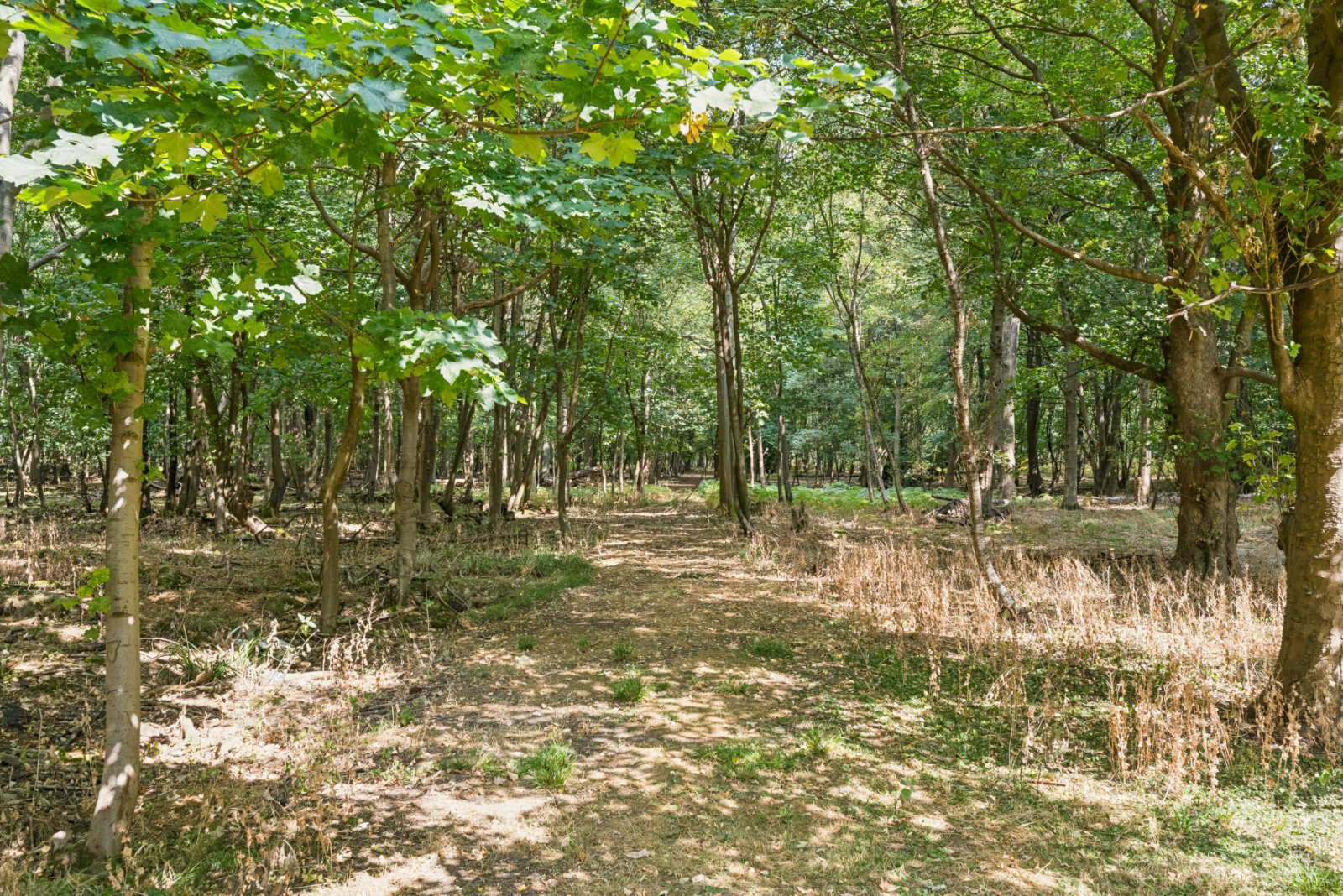 Deadhearn Lane, Chalfont St. Giles, Buckinghamshire, HP8, photo 18