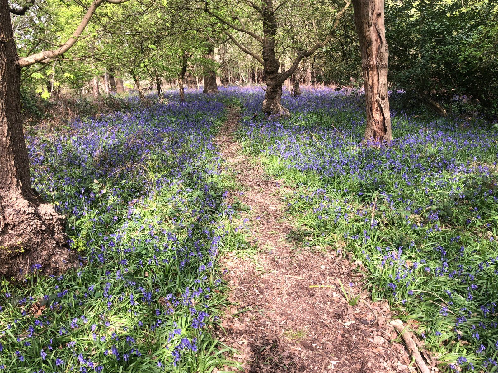 Consort Drive, Leatherhead, Surrey, KT22, photo 11