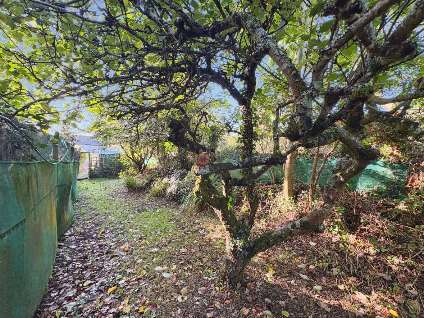 Praze, Camborne, Cornwall, TR14, photo 19