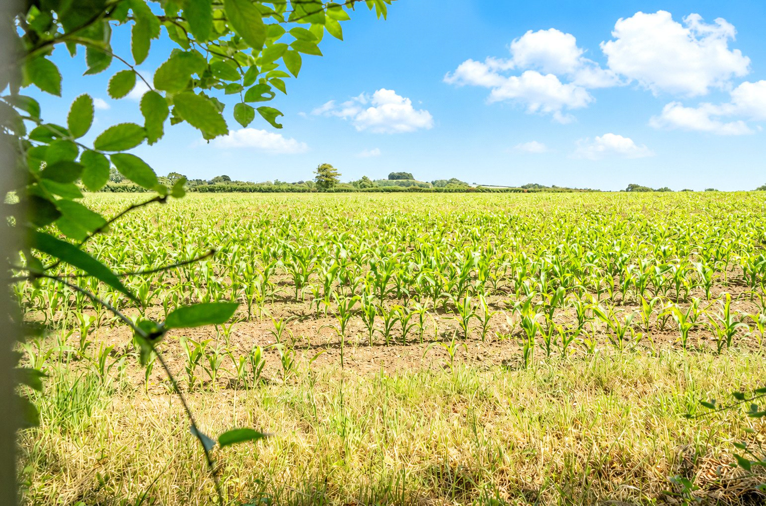 Stoke Road, Henlade, Taunton, Somerset, TA3, photo 14