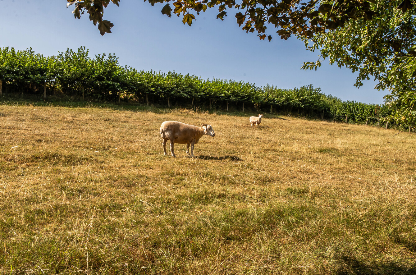 Thorne St. Margaret, Wellington, Somerset, TA21, photo 17