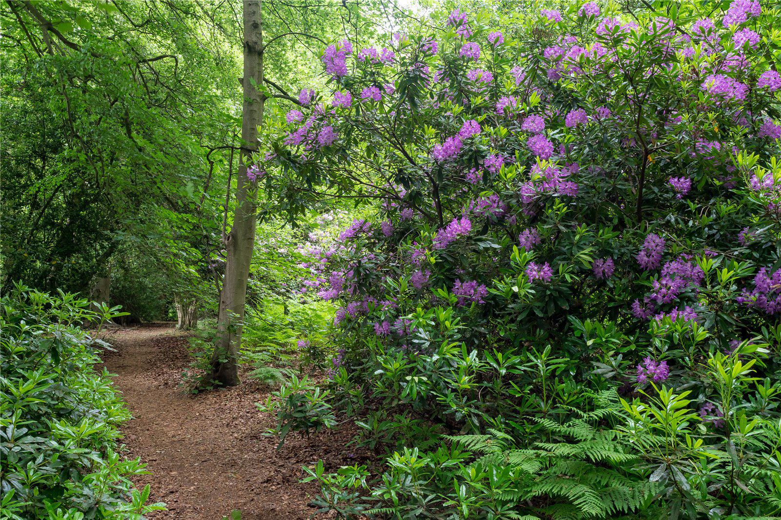 Serpentine Square, Alderley Park, Nether Alderley, Cheshire, SK10, photo 25