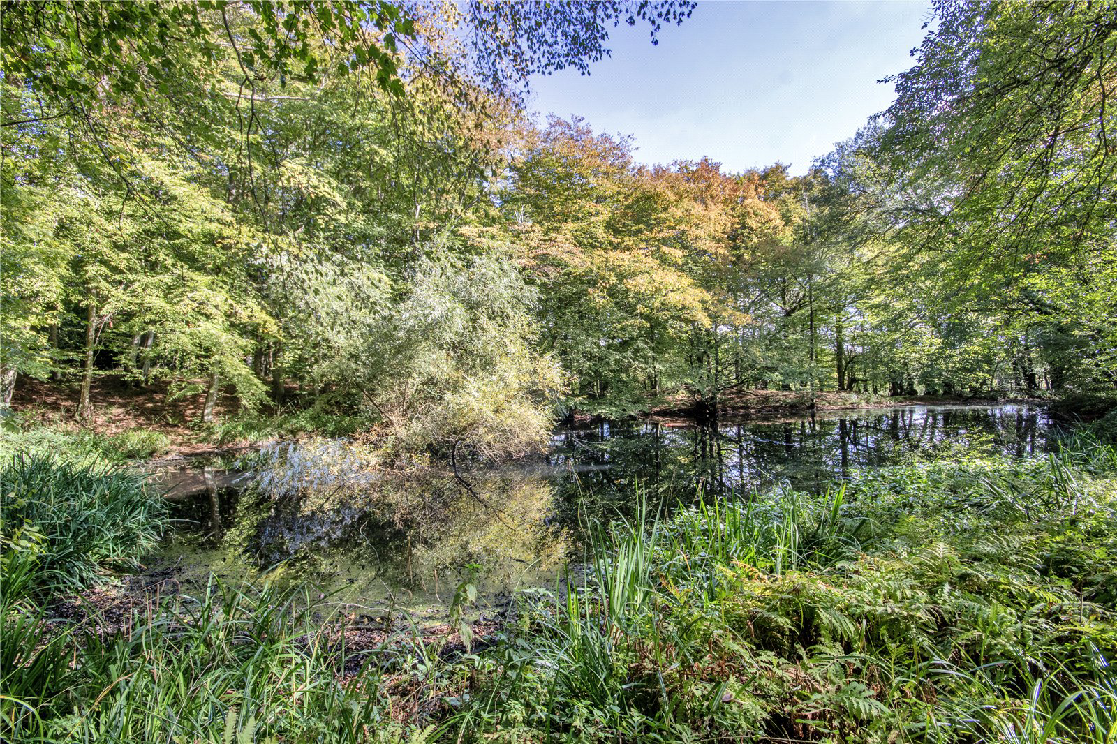 Pond