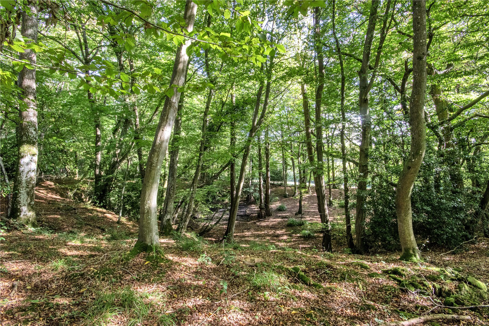 Woods