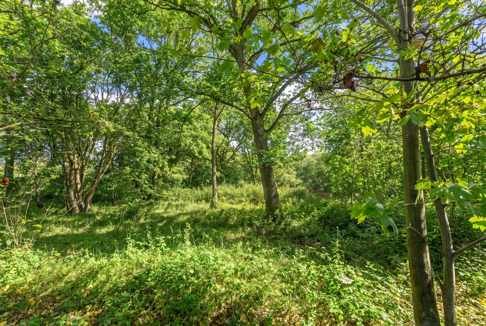 Choats Wood, Fordham, Colchester, Essex, CO3, photo 36