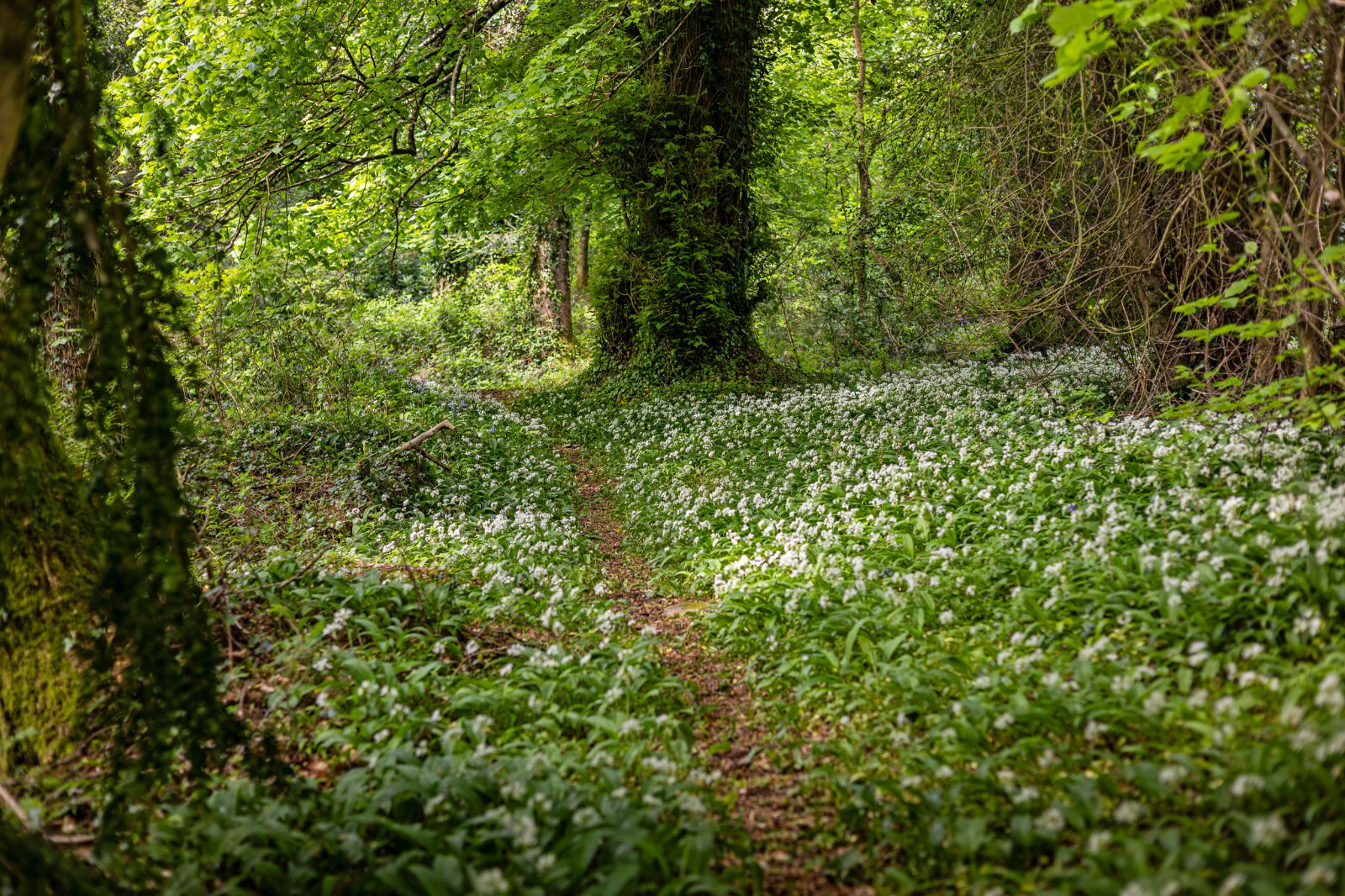 Bridford, Exeter, Devon, EX6, photo 17