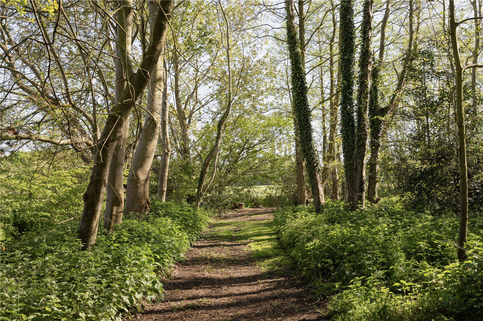 Lower Road, Rockland St. Mary, Norwich, Norfolk, NR14, photo 31