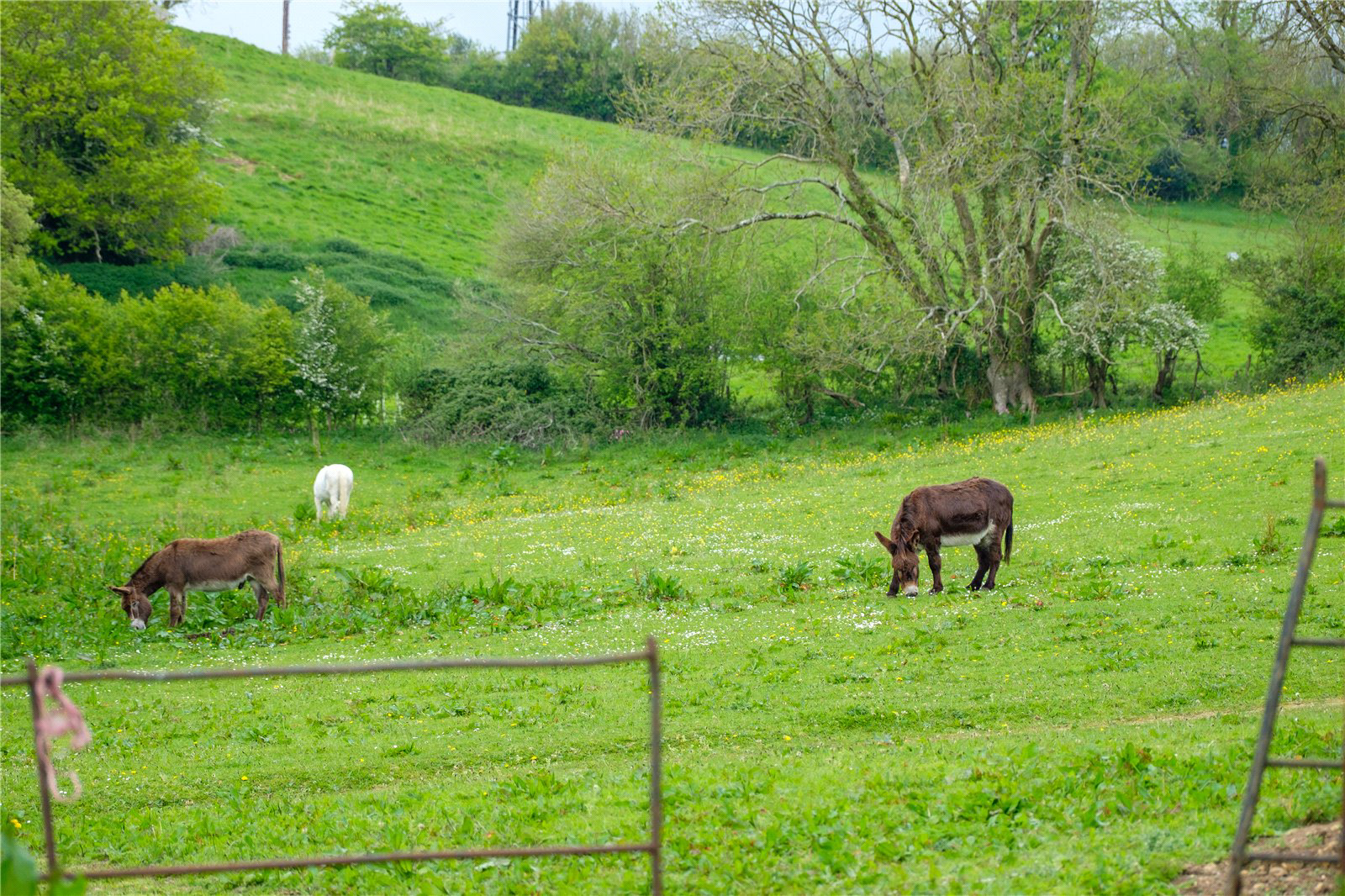 Powerstock, Bridport, Dorset, DT6, photo 60