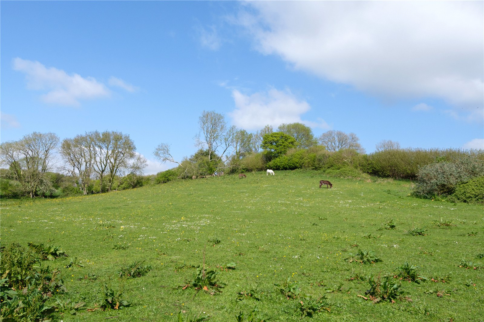Powerstock, Bridport, Dorset, DT6, photo 54