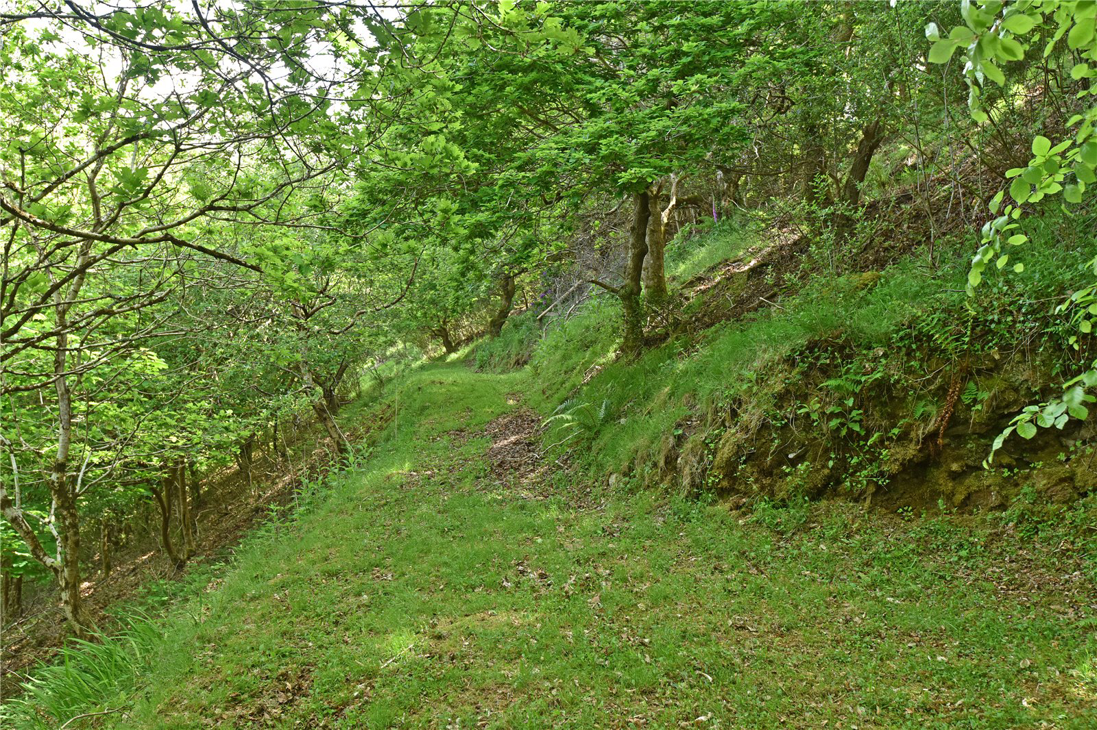 Countisbury Hill, Lynmouth, Devon, EX35, photo 20