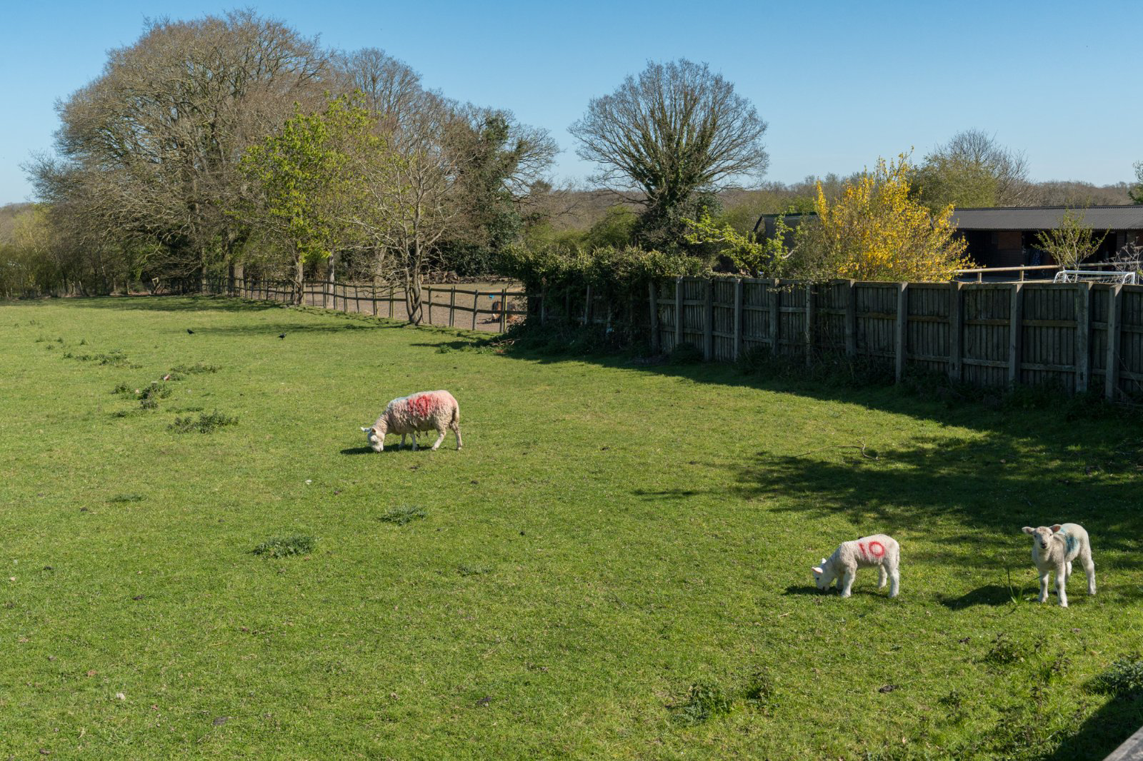 Abberton Road, Layer-De-La-Haye, Colchester, Essex, CO2, photo 37
