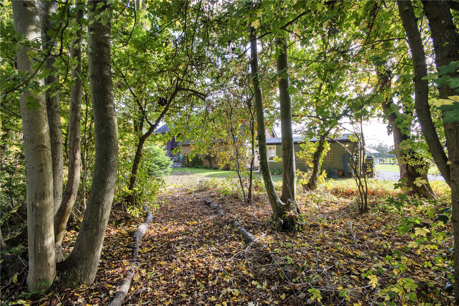 Woodland