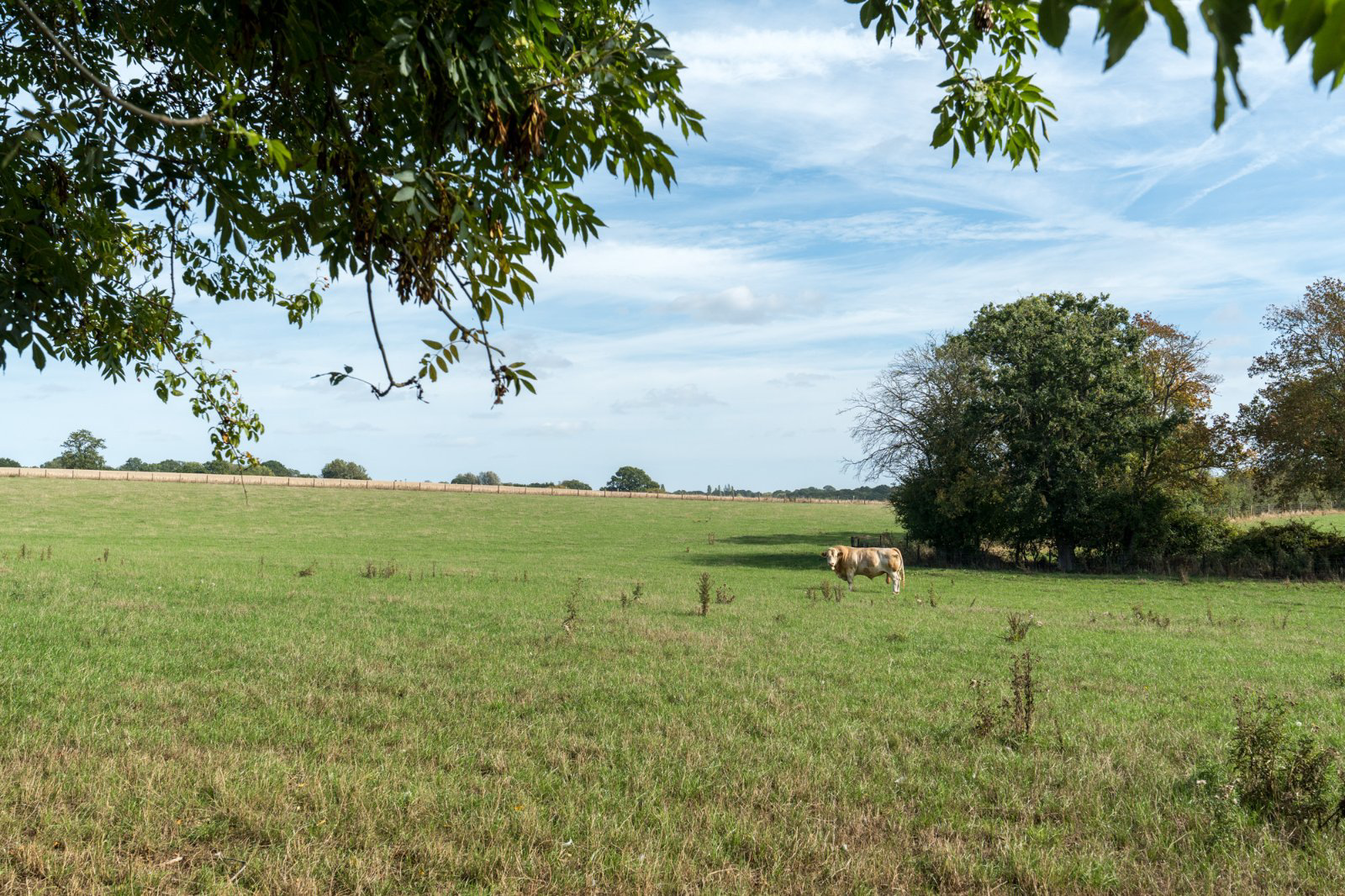 Bourne Road, West Bergholt, Colchester, Essex, CO6, photo 31