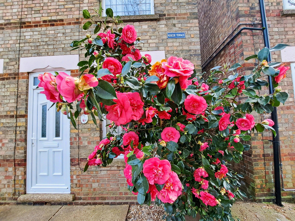 Wisbech, Cambridgeshire, photo 22