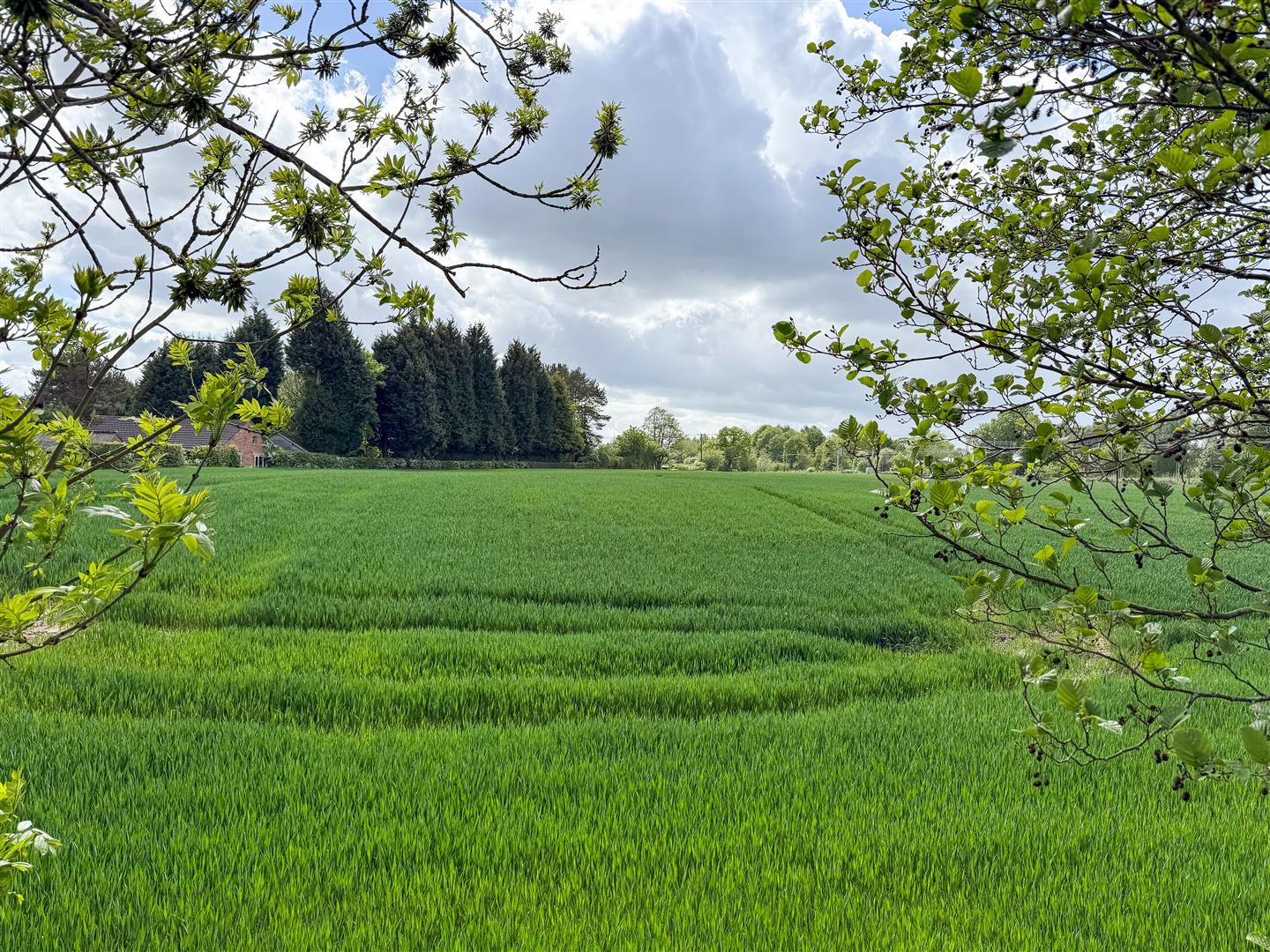 Paddocks Green, Congleton, photo 47