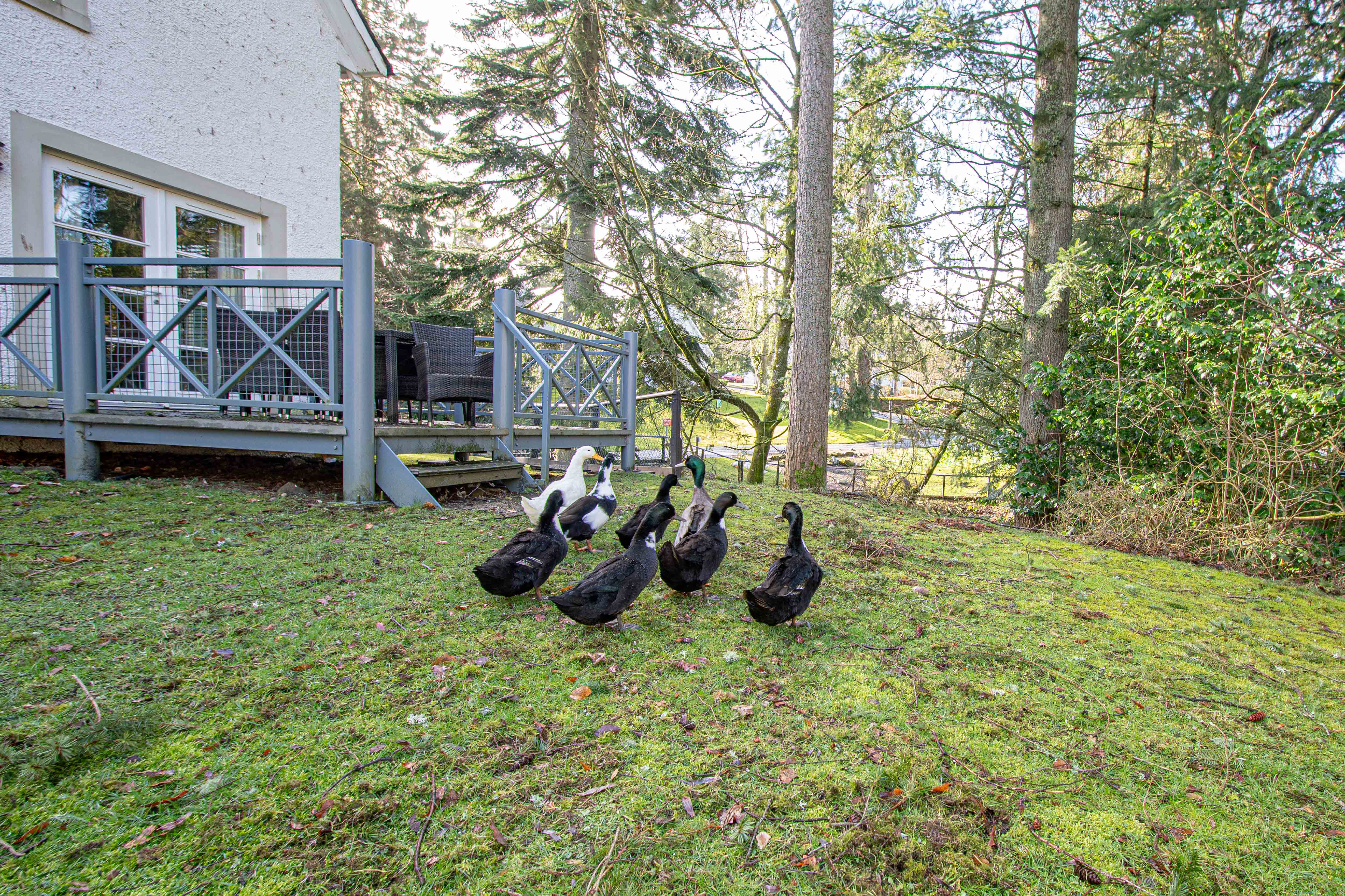 Lodge, 506 Duchally Country Estate, Auchterarder, PH3 1PN, photo 25
