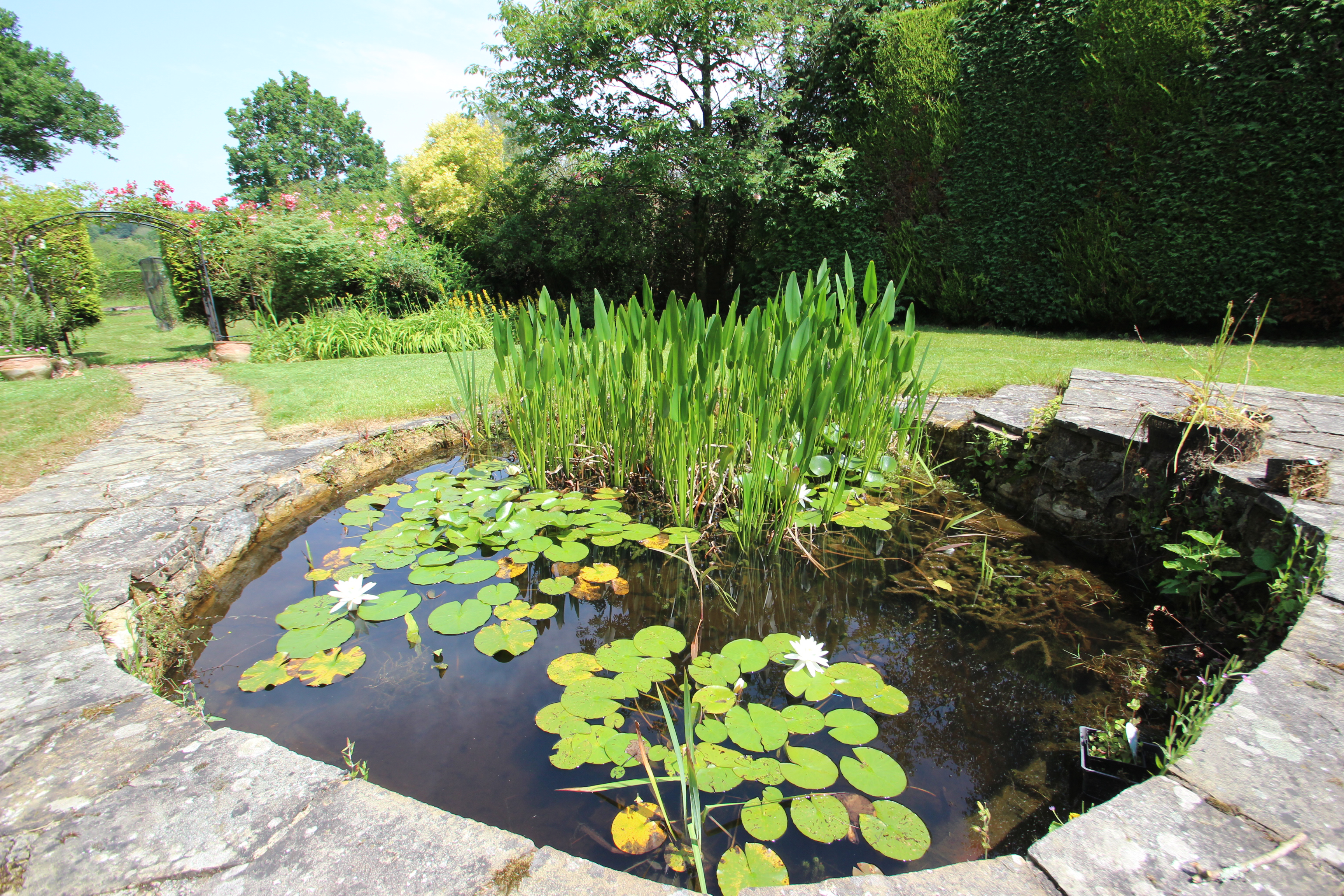 pond