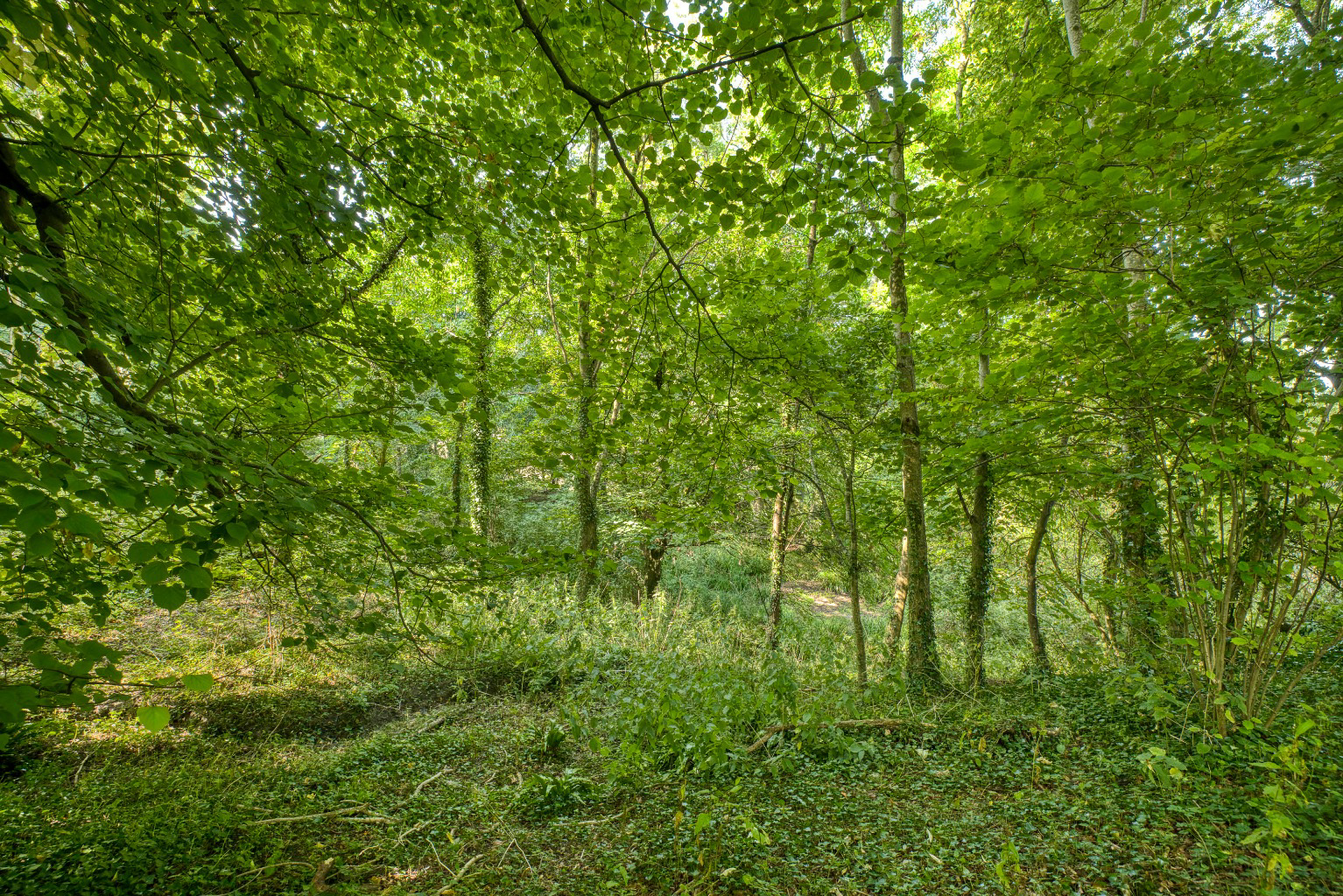 Manor house with 7 acres, near Wells, photo 32