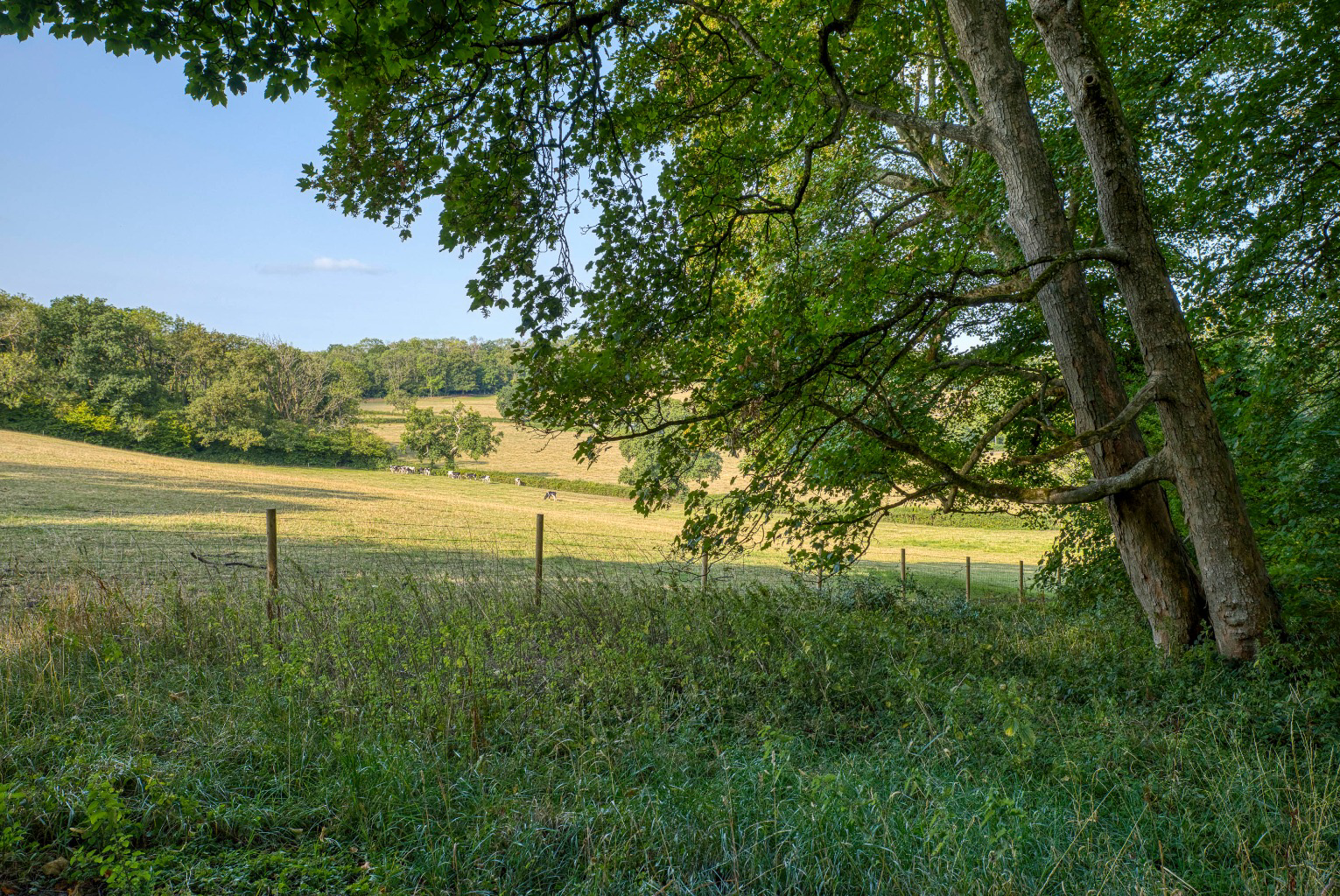 Manor house with circa 26 acres, a mile from Wells, photo 40