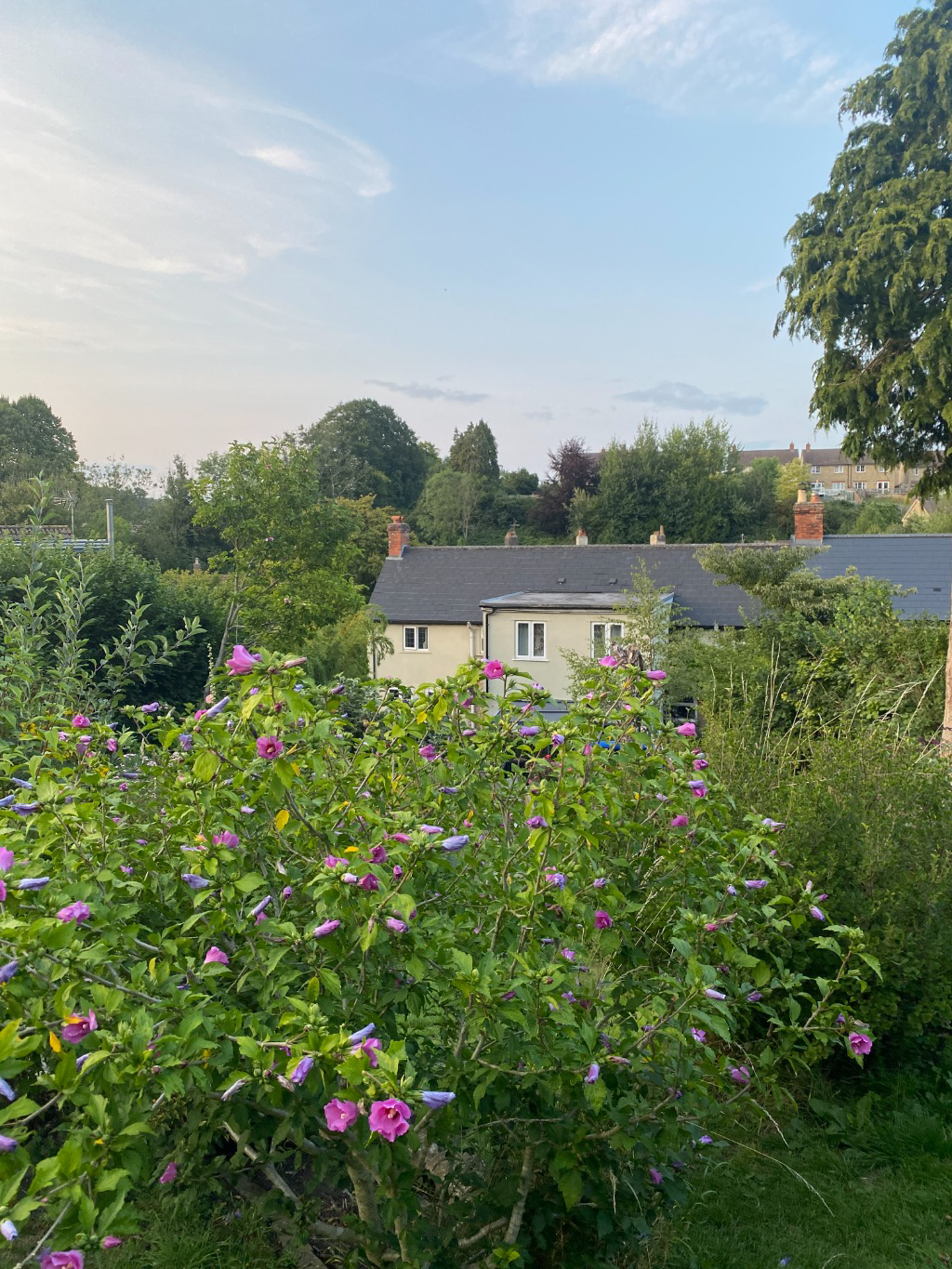 Lusty Gardens, Bruton, photo 29