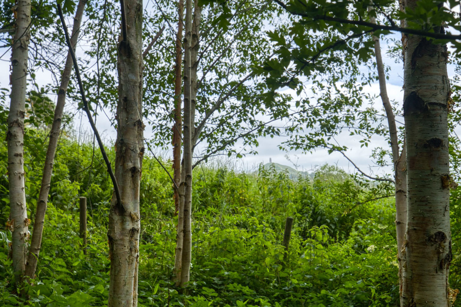 The Roman Way - with stunning garden, orchard and woodland in Glastonbury, photo 33