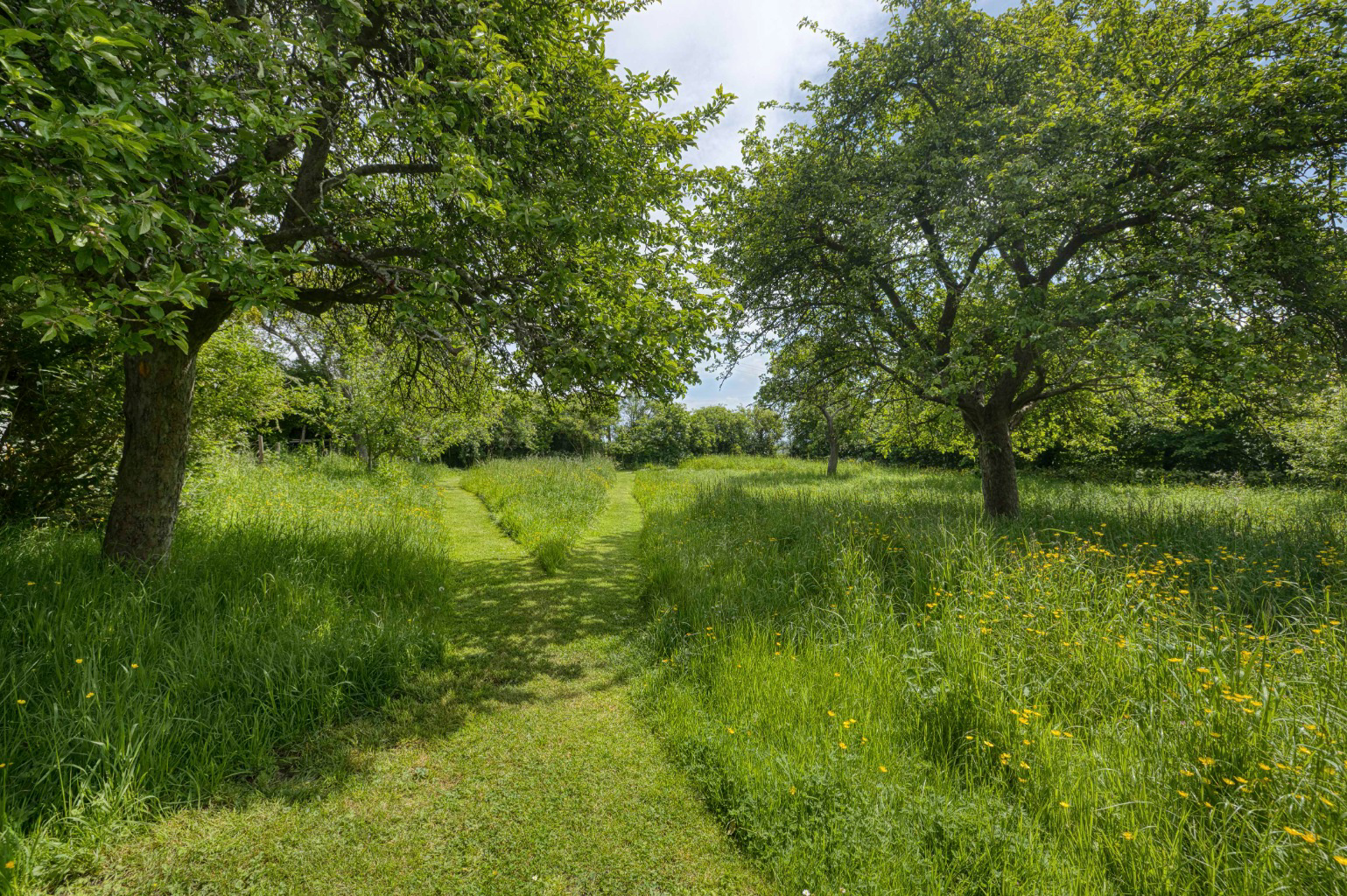 The Roman Way - with stunning garden, orchard and woodland in Glastonbury, photo 31