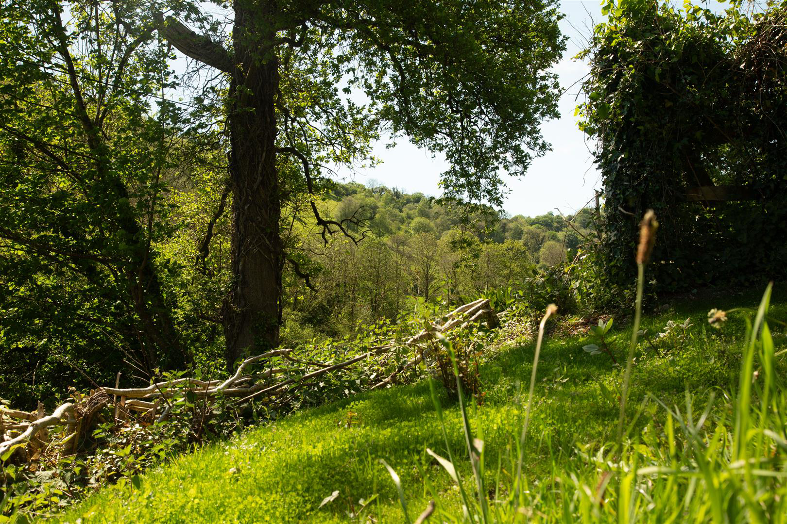Login, Whitland, photo 40