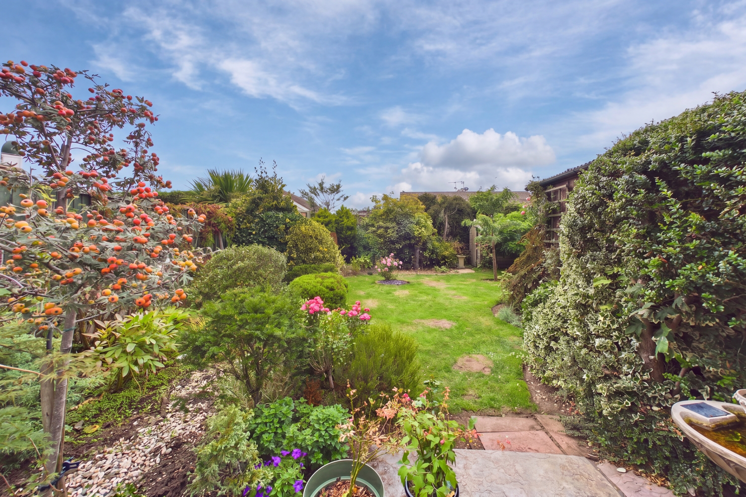 Darley Close - Garden