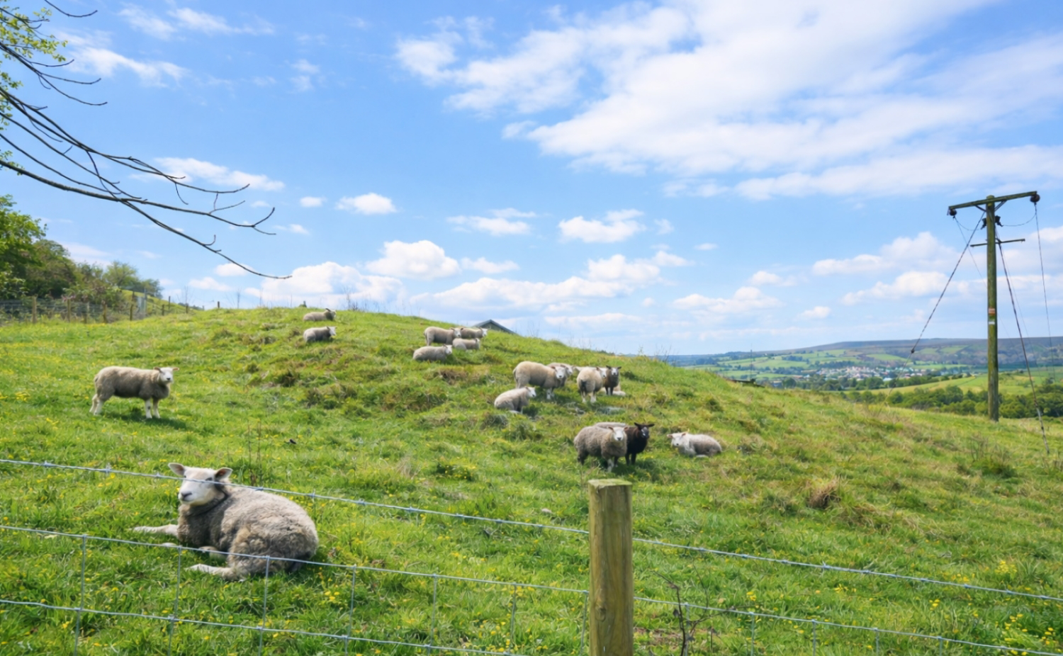 sheep