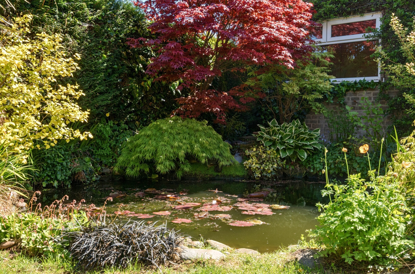 Carp Pond 