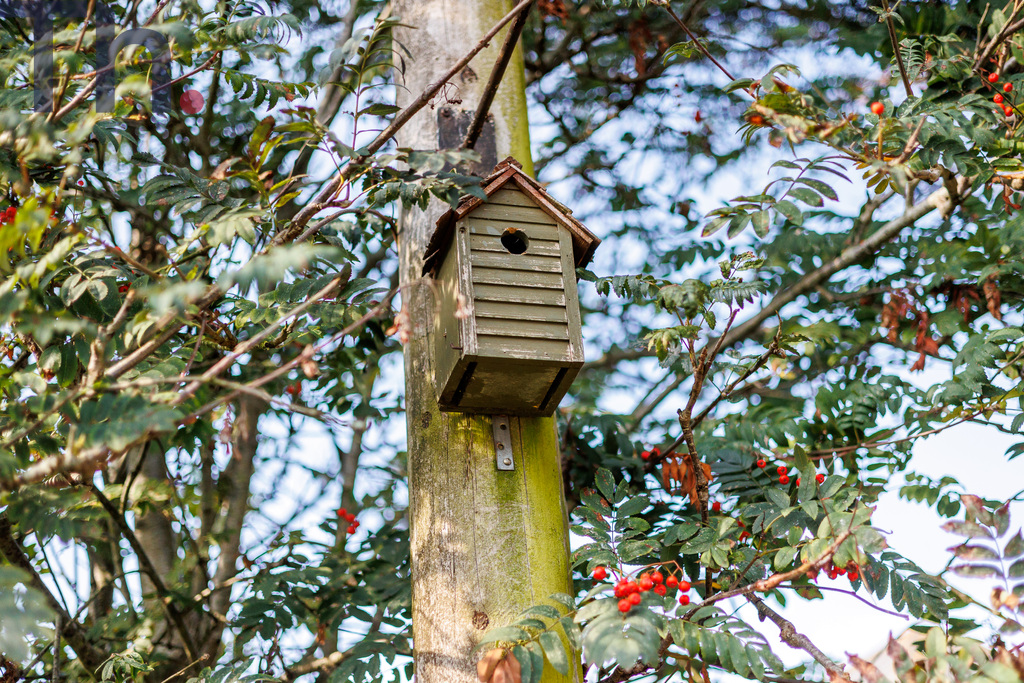 Wroxall, Ventnor, Isle of Wight, photo 15