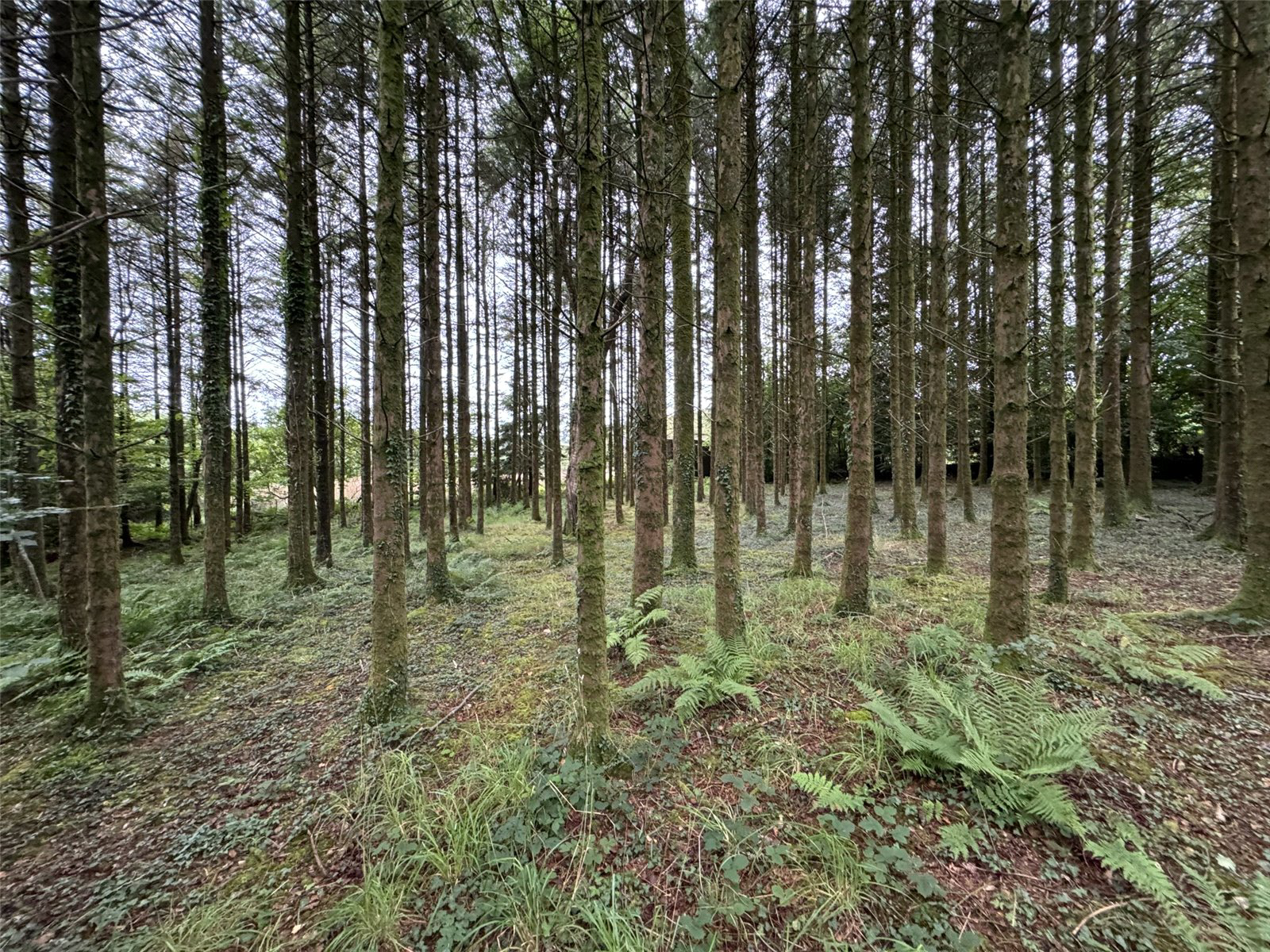 Brandis Corner, Holsworthy, Devon, EX22, photo 13