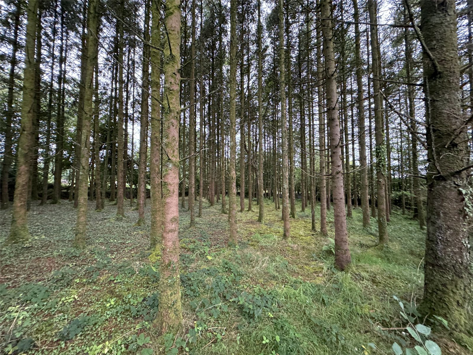 Brandis Corner, Holsworthy, Devon, EX22, photo 17
