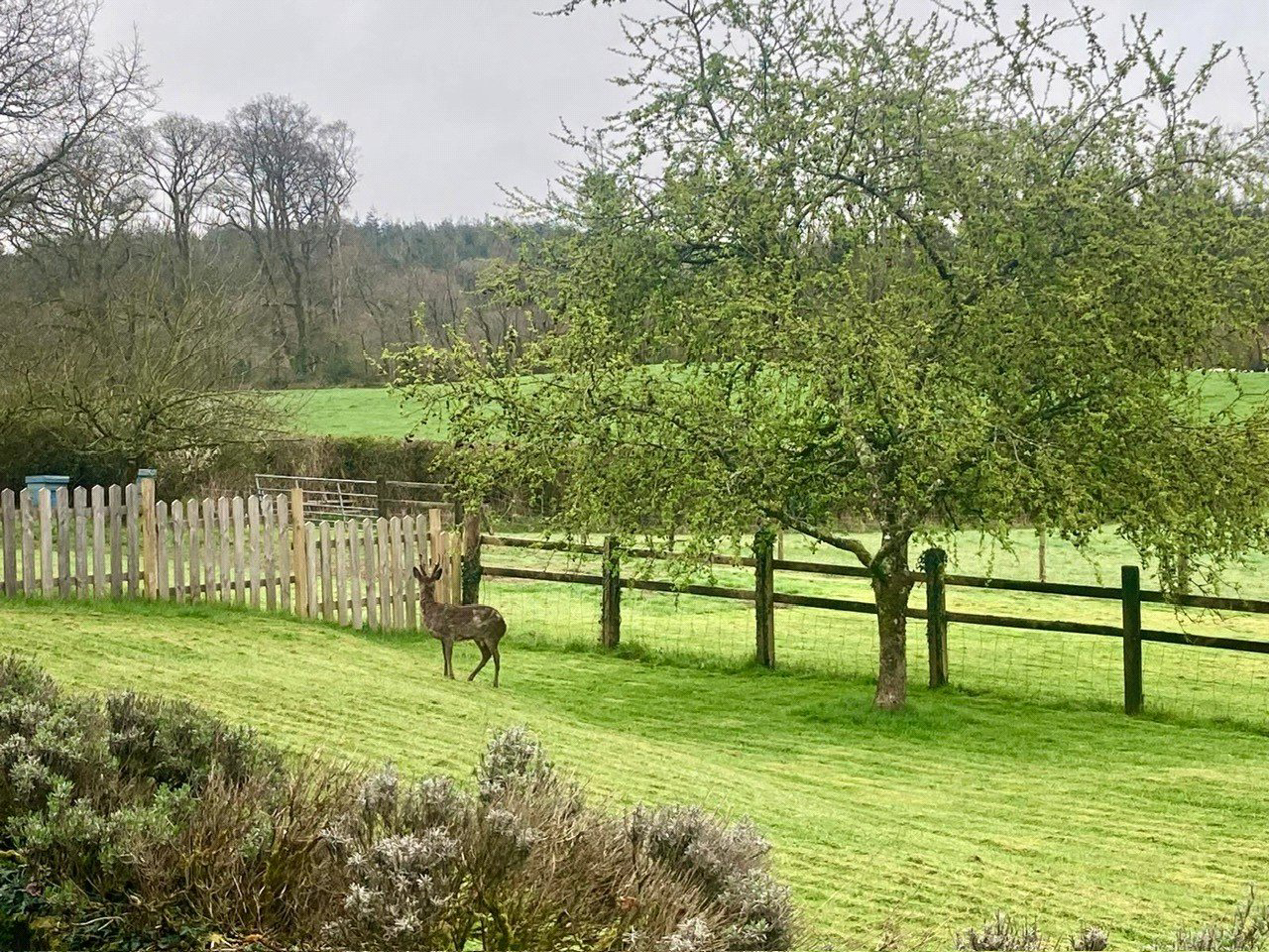 Buckland Filleigh, Beaworthy, Devon, EX21, photo 31