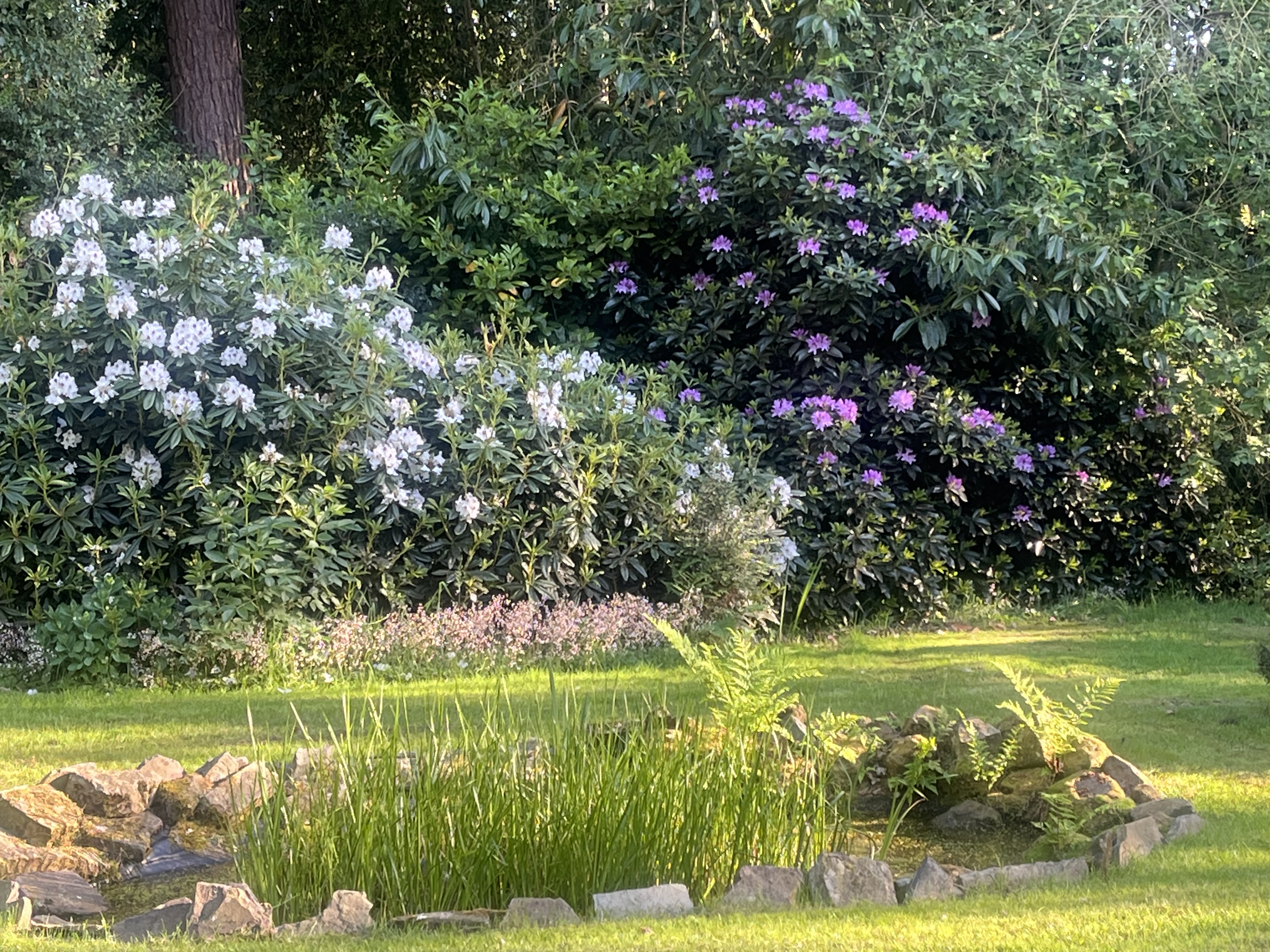 Derwent Drive, Loggerheads, TF9, photo 34